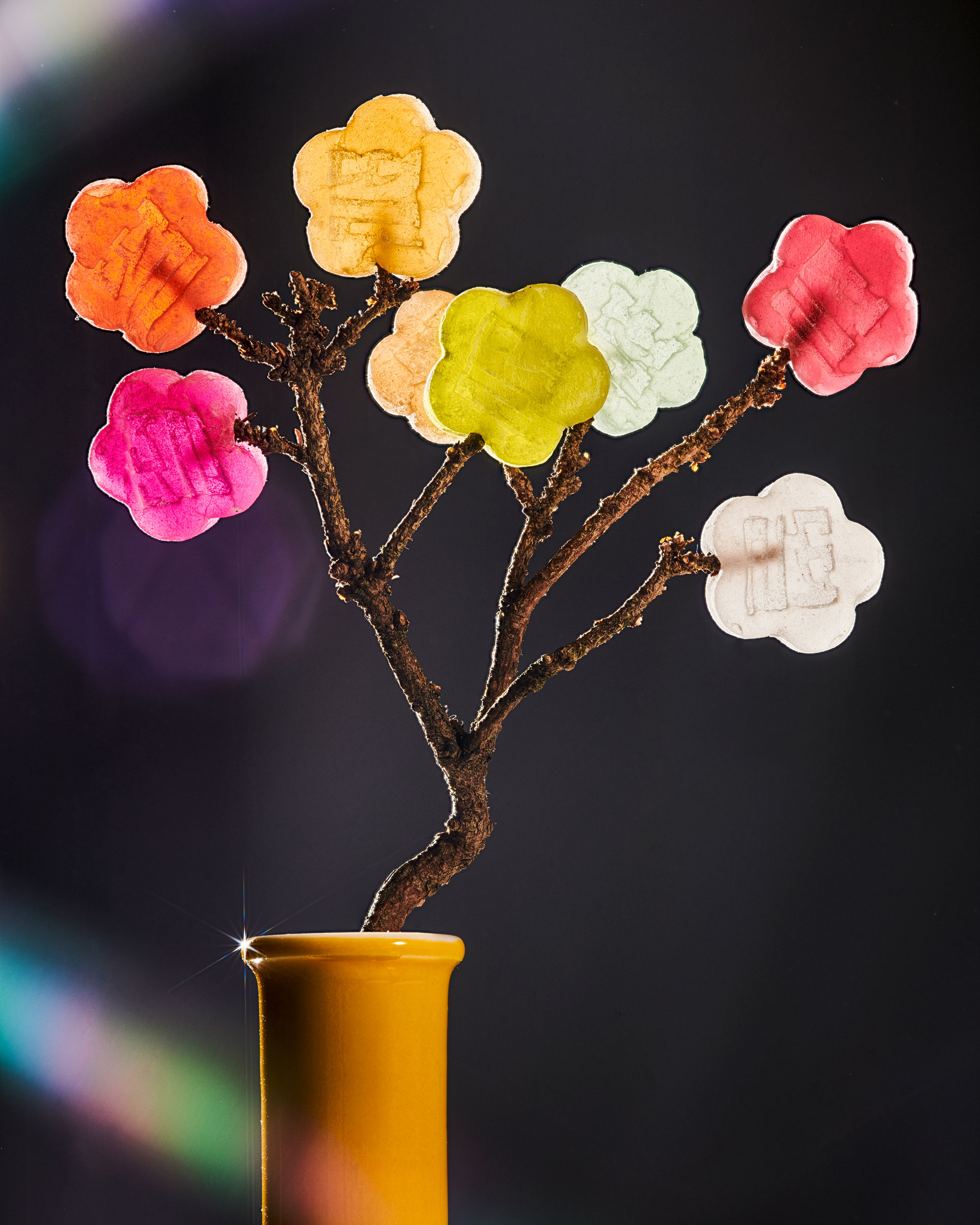 Bonsai, Still Life, Plant, Weed, Cannabis, Creative Direction, Production, Food, Sculpture, Florals, Studio 